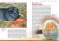 Preview: Meerschweinchen